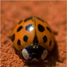 Ladybird-on-wall.jpg