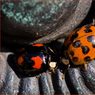 Ladybirds-fight-and-big-one.jpg