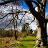 Lake-view-with-daffodils.jpg