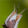 Seed-head.jpg