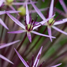 Allium.jpg