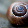 Another_snail.jpg