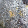 Ant-and-Greenfly.jpg