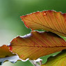 Beech-leaves.jpg