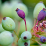 Berries.jpg