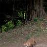 Cliveden_fox.jpg