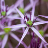 Closeup_allium.jpg