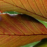 Dishonest-beech-leaves.jpg
