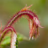 Prickly.jpg