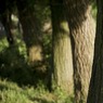 Coppiced_willows_Bourne_End_-_R_Bird.jpg