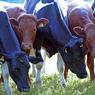 Cows.jpg