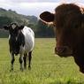 Cows_Medium.jpg