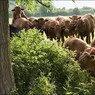 Young_cattle_Cockmarsh_-_R_Bird.jpg