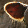 canon_179_club_walk_054.JPG