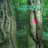 Fluorescenttreespot.jpg