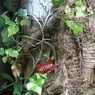 Tree01156.jpg