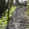Mossy_pathway.jpg