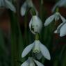Snowdrop-MJ.jpg