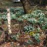 Snowdrops__Aconite-MJ.jpg