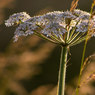 Backlit-Weed.jpg