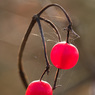 Berries.jpg