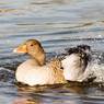 Greylag.jpg
