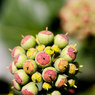 Ivy-Berries.jpg