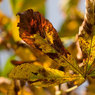 Leaf.jpg