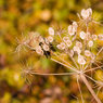 Seed-pods.jpg
