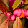 Spindle-Tree-Fruit.jpg