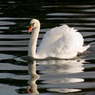 Swan.jpg