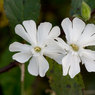 White-flowers.jpg