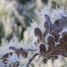 IceCrystalsOnLeaves.JPG