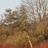TreeAmoungstRedFoliage.JPG