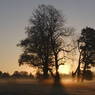 TreesAgainsttheLight.JPG
