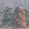 TwoTrees.JPG