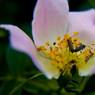 BugsOnRose_MKiely.jpg