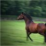 gallopinghorse.jpg