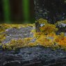 img_12986.jpg
