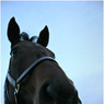 longface.jpg