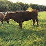 CowsonMCCDewdropwalk.jpg