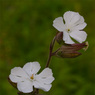 Dew-Drop-Web_001.jpg