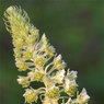 Dew-Drop-Web_002.jpg