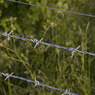 Dew_Drop_Walk_01_Ed_Doughty.jpg