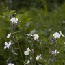 Dew_Drop_Walk_04_Ed_Doughty.jpg