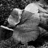 bwtreetrunk.jpg
