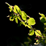 leaves.jpg