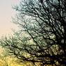 Tree-Sunset-Silhouette.jpg