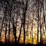 Trees-Sunset-Silhouette.jpg