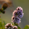 Flower.jpg